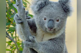 Secret Life Of The Koala: Koala Country
