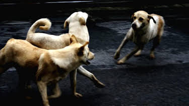 3:00 PM: Animal Cops Houston (S5) | Discovery Channel | 10/1 2026