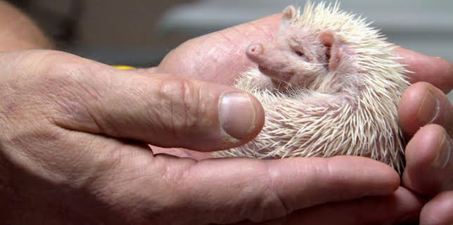 1:00 PM: Dr. Jeff: Rocky Mountain Vet (S1) | Discovery Channel | 3/23 2026