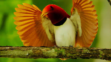 6:00 PM: Birds of Paradise (S1 E1) (S1) | Yesterday | 1/2 2026