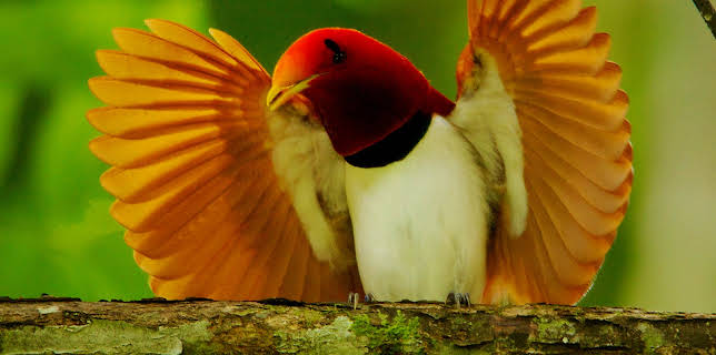 Attenborough's Birds of Paradise