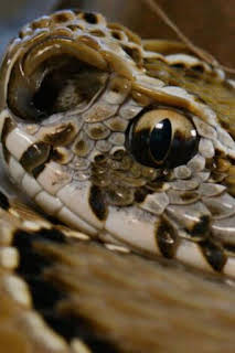 08:20: Serpientes en la ciudad: cara a cara venenoso: Miedo y veneración | Nat Geo Wild | 3/29 2026