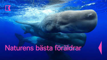 18:15: Naturens bästa föräldrar | Kunskapskanalen | 8/18 2026
