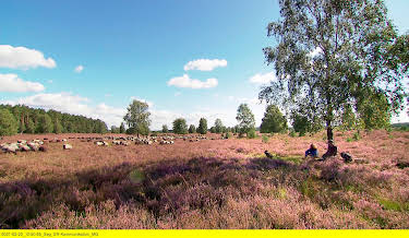 12:50: Lüneburger Heide, da will ich hin! | 3SAT | 8/10 2026