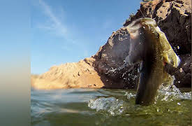 Fishing with Gary Senft: Fsihing the Hot Summer days at Saguaro Lake