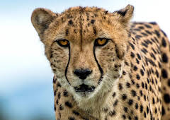 Turtle, Eagle, Cheetah: A Slow Odyssey