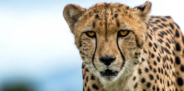 11:35 PM: Turtle, Eagle, Cheetah: A Slow Odyssey | BBC Four | 12/9 2025