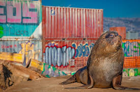 Mammals: The New Wild