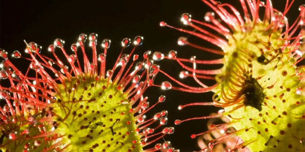 Plants Behaving Badly