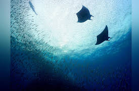 Great Blue Wild: Indonesia: The Secret Lives of Manta Rays