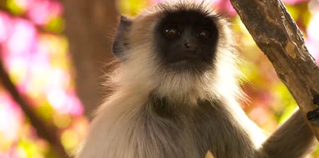 5:00 PM: Planet Earth (S2 E6) (S2) | Yesterday | 11/30 2025