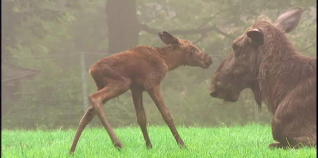 05:55: Giraffe, Erdmännchen & Co. (107) | HR Fernsehen | 11/6 2025
