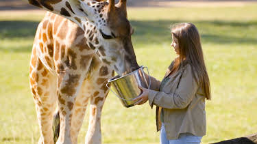 17:00: Crikey! It's the Irwins (S4 E3) (S4) | Animal Planet | 4/2 2026