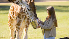 Crikey! It's the Irwins (S4 E3)