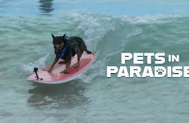 Pets in Paradise TV: Airport Dogs