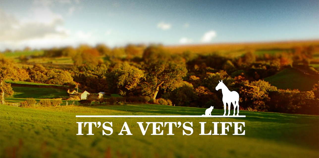 It's A Vet's Life
