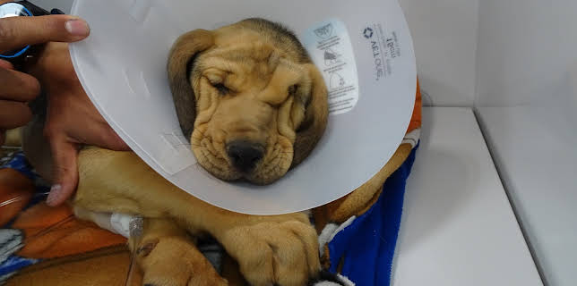 18:00: Dyrlegen i Rocky Mountain (S4 E4) (S4) | Animal Planet | 1/22 2026