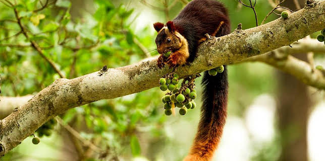 3:15 PM: Natural World | BBC Two | 11/10 2025