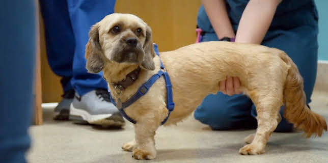 19:15: Der Super-Doc - Einsatz für 4 Pfoten | Sixx | 12/14 2025