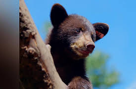 Wild Bear Rescue: Lights Out