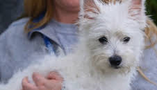 Australiens Tierrettung - Einsatz am Bondi Beach