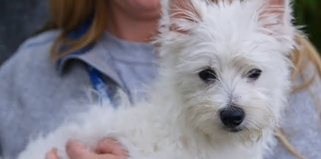 05:35: Australiens Tierrettung - Einsatz am Bondi Beach | Sixx | 3/15 2026