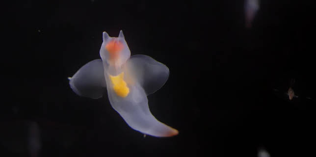 00:35: Expedition Arktis 2 - Tauchfahrt am Nordpol | Tagesschau 24 | 12/30 2025