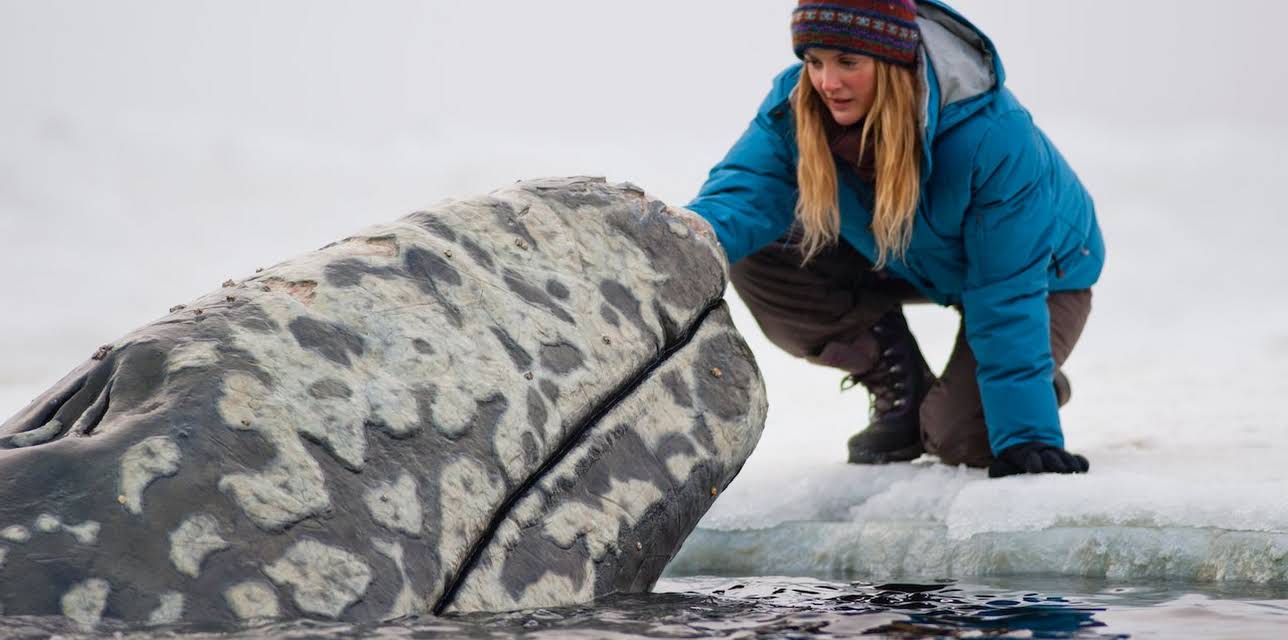 Big Miracle (2012)