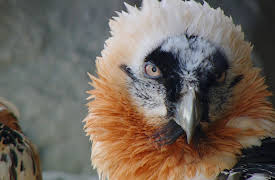 Ode to Nature: Mountains, Moors and Woodlands