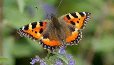 Irland - Grüne Insel, graue Steinwüste