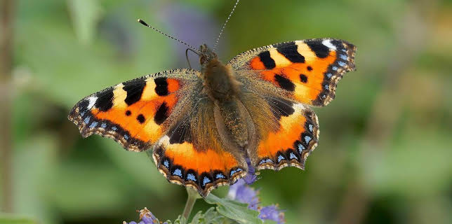 05:10: Irland - Grüne Insel, graue Steinwüste | Arte | 11/20 2025