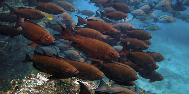 4:15 PM: Oceans | BBC Two | 2/27 2026