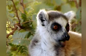 Lemur Street: Sifaka Showdown
