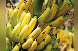 Food, Science, and the Human Body: How Foods Spread around the World