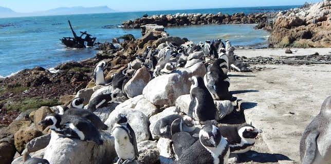 01:30: Meet The Penguins (S1 E6) (S1) | Animal Planet | 1/4 2026