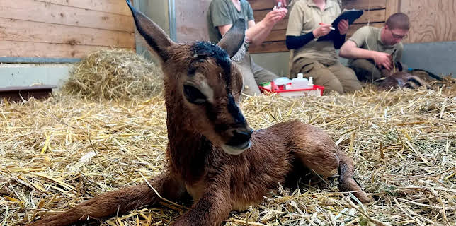 17:10: Seelöwe & Co. - tierisch beliebt | NDR Fernsehen | 12/12 2025
