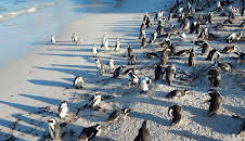 Meet The Penguins (S1 E7)