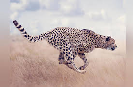 Zoology: Understanding the Animal World: Mammal Reproduction: Pandas and Cheetahs