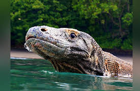 Great Blue Wild: Indonesia: Amazon of the Seas