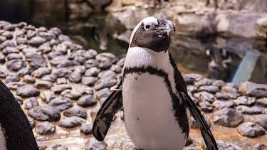 15:00: The Aquarium (S1 E1) (S1) | Animal Planet | 2/1 2026