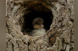 Animal Homes, Season 1: Location, Location, Location