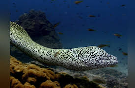 Arabian Seas: Defenders of the Reef