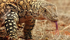 Neuseeland - Rivalen der Urzeit (3/5)