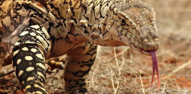 16:05: Neuseeland - Rivalen der Urzeit (3/5) | 3SAT | 11/7 2025