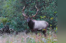 Great Lakes Wild: The Damning Truth