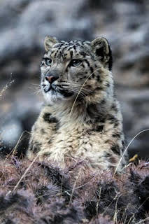 16:35: El reino helado del leopardo de las nieves | La Otra | 9/29 2026