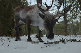 Jane: Rangifer tarandus
