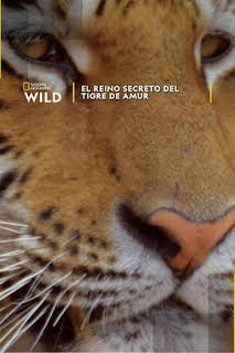 10:45: El reino secreto del tigre de Amur | Nat Geo Wild | 8/28 2026