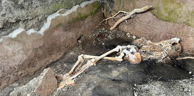 23:25: Pompeii – nye skatter: Skjelettene | NRK 2 | 1/7 2026