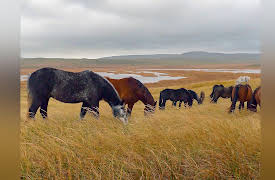 Wild Wild East: Horses of St. Pierre and Miquelon